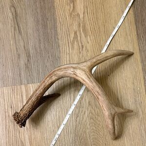 Rustic Brown Antler Wall Decor 4 Point Whitetail Deer